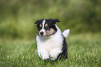 American Collie Puppy