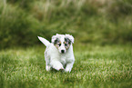 American Collie Puppy