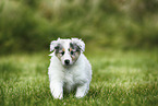 American Collie Puppy