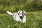 American Collie Puppy