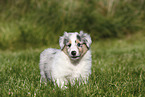 American Collie Puppy