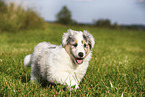 American Collie Puppy