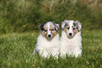 American Collie Puppies