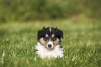 American Collie Puppy