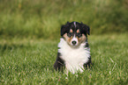 American Collie Puppy