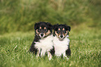 American Collie Puppies