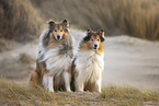 American Collie