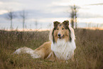 American Collie