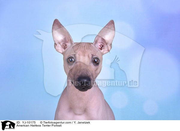 American Hairless Terrier Portrait / YJ-10175