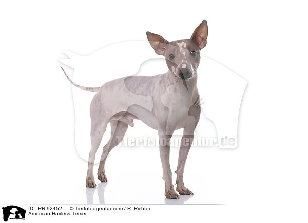 American Hairless Terrier / American Hairless Terrier / RR-92452