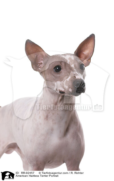 American Hairless Terrier Portrait / American Hairless Terrier Portrait / RR-92457
