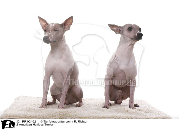2 American Hairless Terrier / 2 American Hairless Terrier / RR-92462