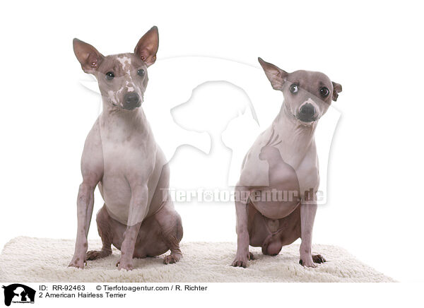 2 American Hairless Terrier / 2 American Hairless Terrier / RR-92463