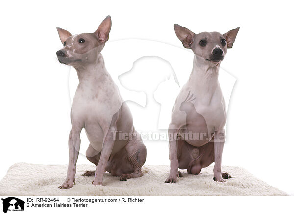 2 American Hairless Terrier / 2 American Hairless Terrier / RR-92464