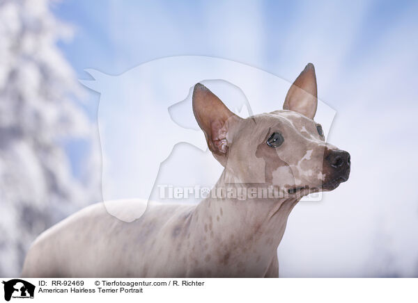 American Hairless Terrier Portrait / American Hairless Terrier Portrait / RR-92469