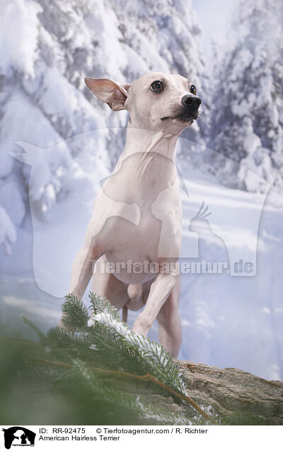 American Hairless Terrier / American Hairless Terrier / RR-92475