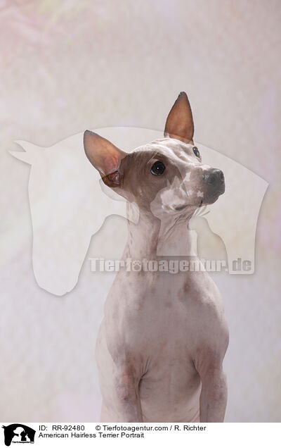 American Hairless Terrier Portrait / American Hairless Terrier Portrait / RR-92480