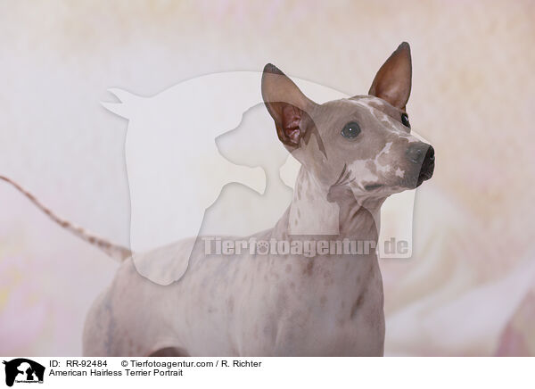 American Hairless Terrier Portrait / American Hairless Terrier Portrait / RR-92484