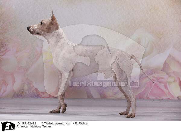 American Hairless Terrier / American Hairless Terrier / RR-92488