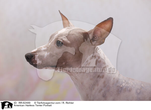 American Hairless Terrier Portrait / American Hairless Terrier Portrait / RR-92489