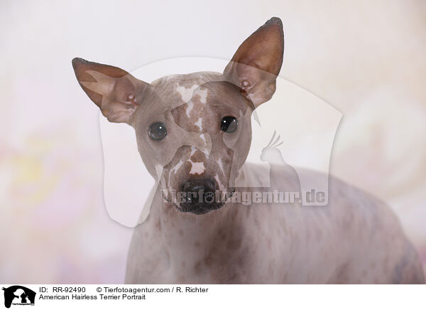 American Hairless Terrier Portrait / American Hairless Terrier Portrait / RR-92490