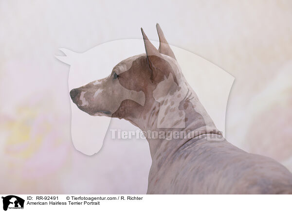 American Hairless Terrier Portrait / American Hairless Terrier Portrait / RR-92491