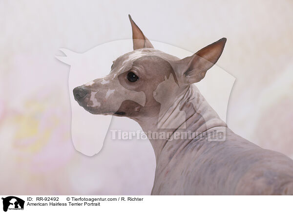 American Hairless Terrier Portrait / American Hairless Terrier Portrait / RR-92492