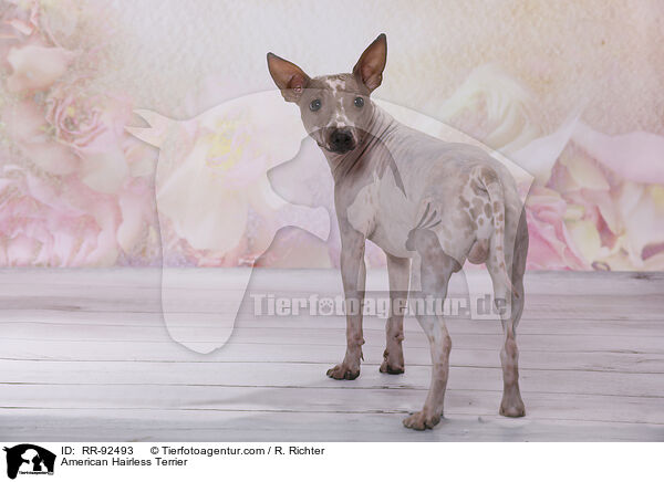 American Hairless Terrier / American Hairless Terrier / RR-92493