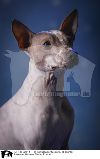 American Hairless Terrier Portrait / American Hairless Terrier Portrait / RR-92511