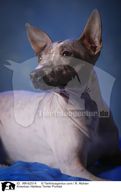 American Hairless Terrier Portrait / American Hairless Terrier Portrait / RR-92514
