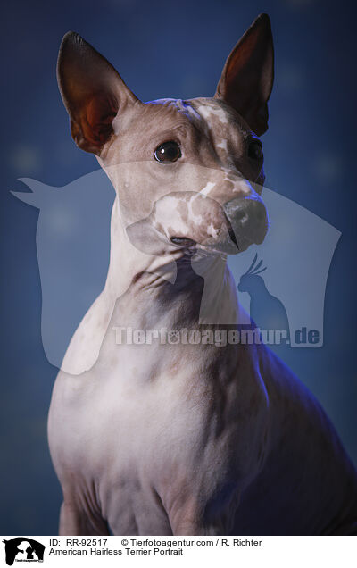 American Hairless Terrier Portrait / American Hairless Terrier Portrait / RR-92517