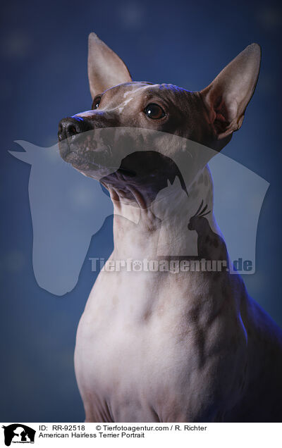 American Hairless Terrier Portrait / American Hairless Terrier Portrait / RR-92518