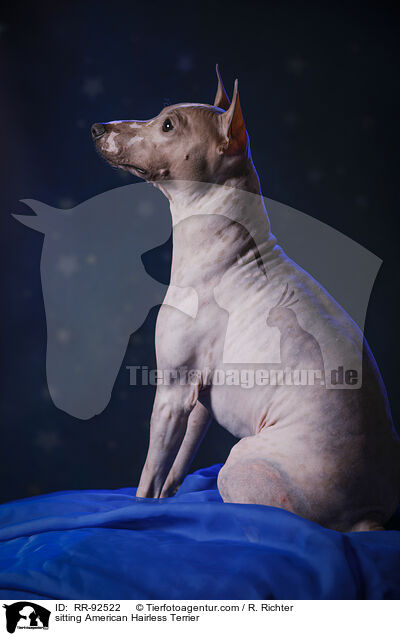 sitzender American Hairless Terrier / sitting American Hairless Terrier / RR-92522