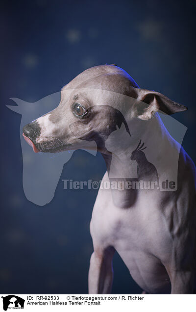 American Hairless Terrier Portrait / American Hairless Terrier Portrait / RR-92533