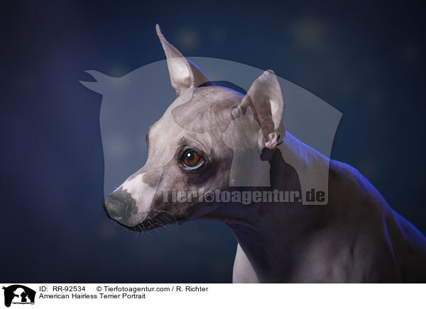 American Hairless Terrier Portrait / American Hairless Terrier Portrait / RR-92534