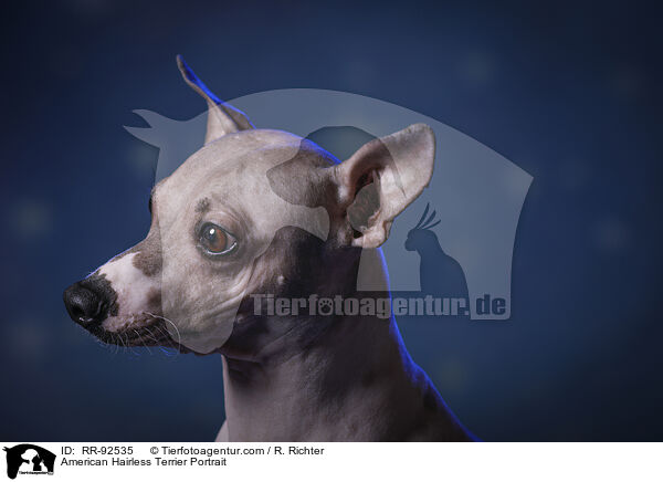 American Hairless Terrier Portrait / American Hairless Terrier Portrait / RR-92535