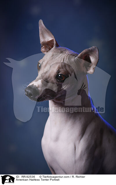 American Hairless Terrier Portrait / American Hairless Terrier Portrait / RR-92536