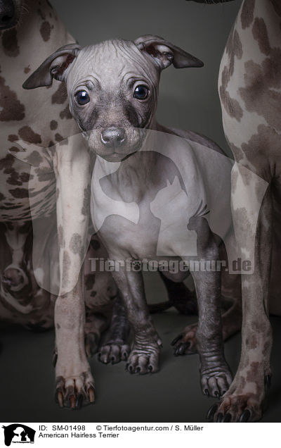 American Hairless Terrier / American Hairless Terrier / SM-01498