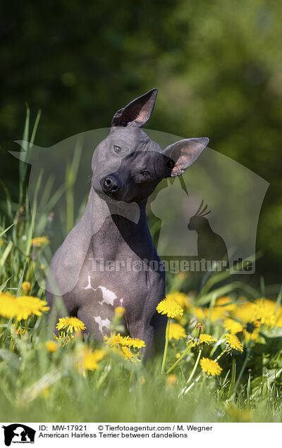 American Hairless Terrier zwischen Lwenzahn / American Hairless Terrier between dandelions / MW-17921