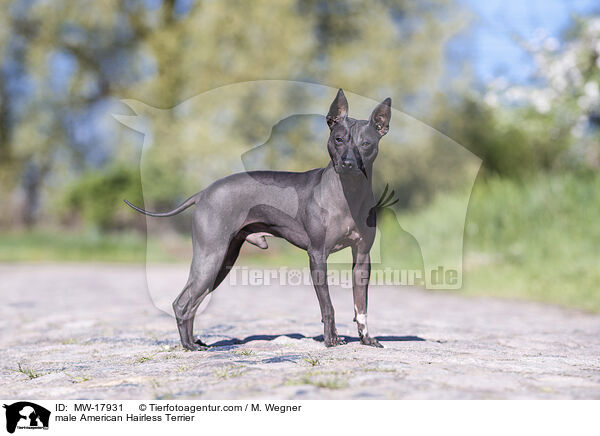 American Hairless Terrier Rde / male American Hairless Terrier / MW-17931