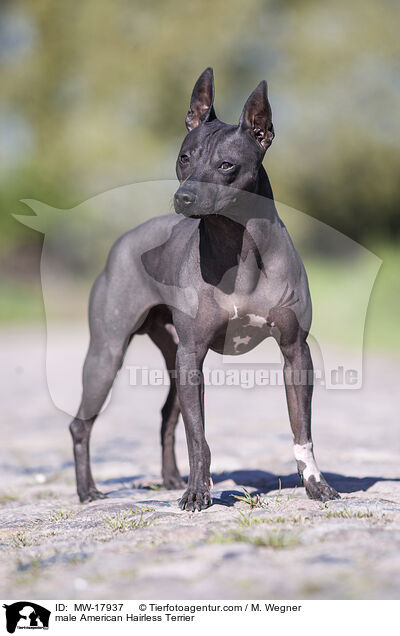 American Hairless Terrier Rde / male American Hairless Terrier / MW-17937