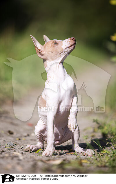 Amerikanischer Nackthund Welpe / American Hairless Terrier puppy / MW-17990