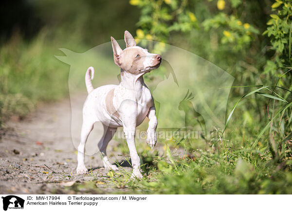 Amerikanischer Nackthund Welpe / American Hairless Terrier puppy / MW-17994