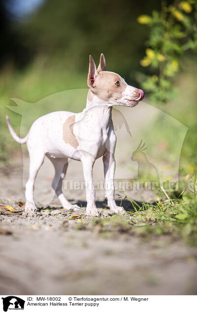 Amerikanischer Nackthund Welpe / American Hairless Terrier puppy / MW-18002