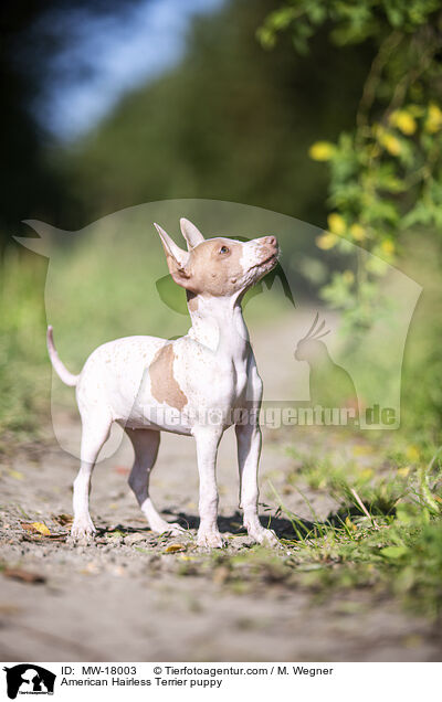 Amerikanischer Nackthund Welpe / American Hairless Terrier puppy / MW-18003