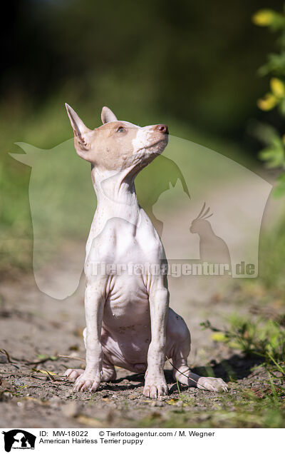 Amerikanischer Nackthund Welpe / American Hairless Terrier puppy / MW-18022