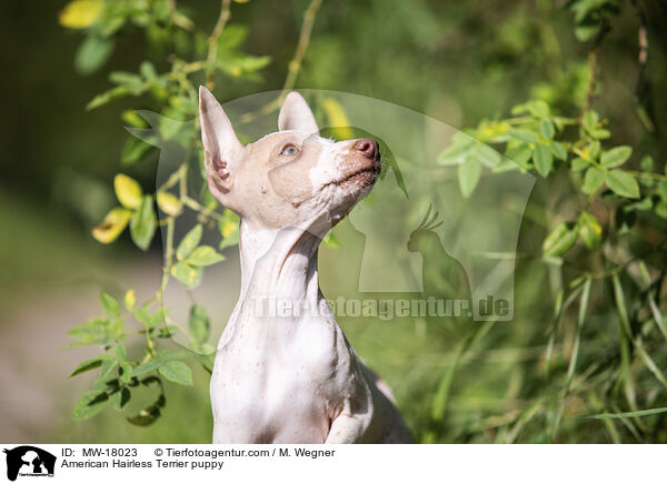 Amerikanischer Nackthund Welpe / American Hairless Terrier puppy / MW-18023