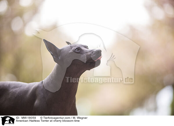 American Hairless Terrier zur Kirschbltezeit / American Hairless Terrier at cherry blossom time / MW-18059