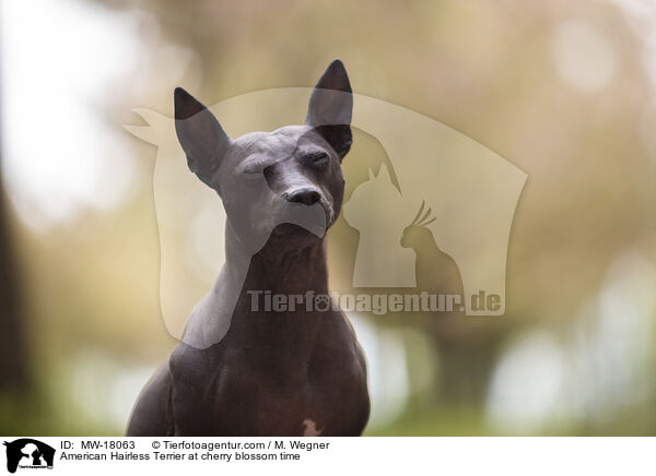 American Hairless Terrier zur Kirschbltezeit / American Hairless Terrier at cherry blossom time / MW-18063