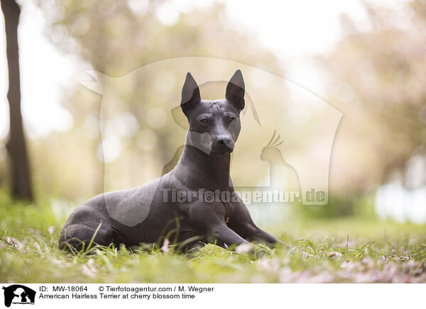 American Hairless Terrier zur Kirschbltezeit / American Hairless Terrier at cherry blossom time / MW-18064